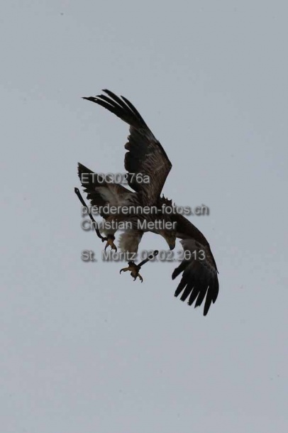 ET0Q0276a prot